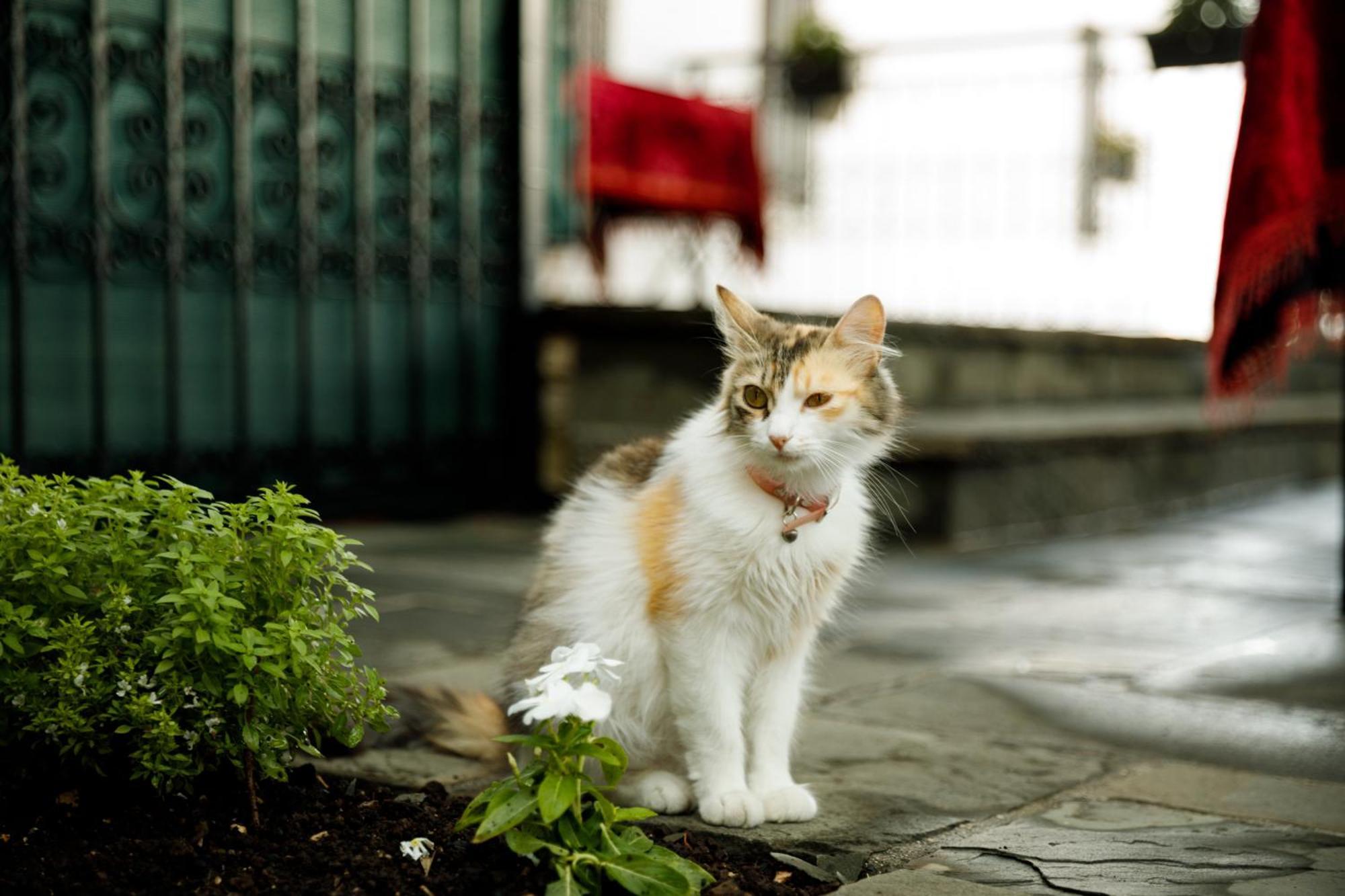 Boutique Hotel Musee Gjirokastër Dış mekan fotoğraf